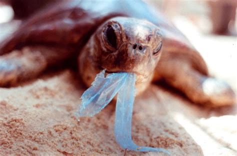 plastic bag walking fake|Mythbuster: The Truth about the Great Pacific Garbage Patch.